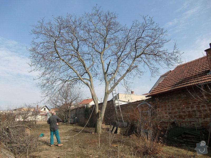 Kácení ořechu: uz_znacne_probranej_ale_jeste_s_nejproblematictejsima_vetvema_