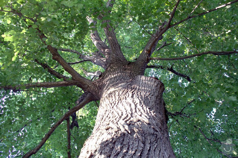 Odborné ošetření vzrostlých stromů a dalších dřevin na zahradě: IMG_2590