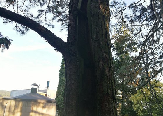 Kácení stromu - stav před realizací