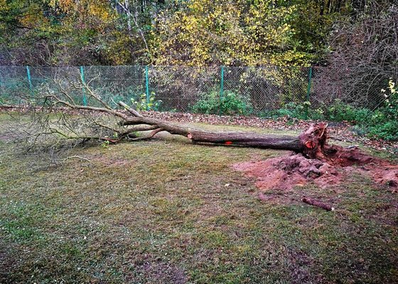 Vertikutace + hnojení trávníku, vykácení nevhodných dřevin, vykopání pařezů