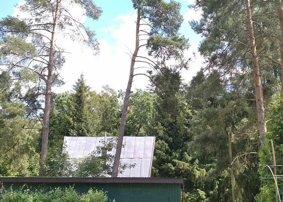 Rizikové pokácení  borovice, Vranov u Stříbra - stav před realizací