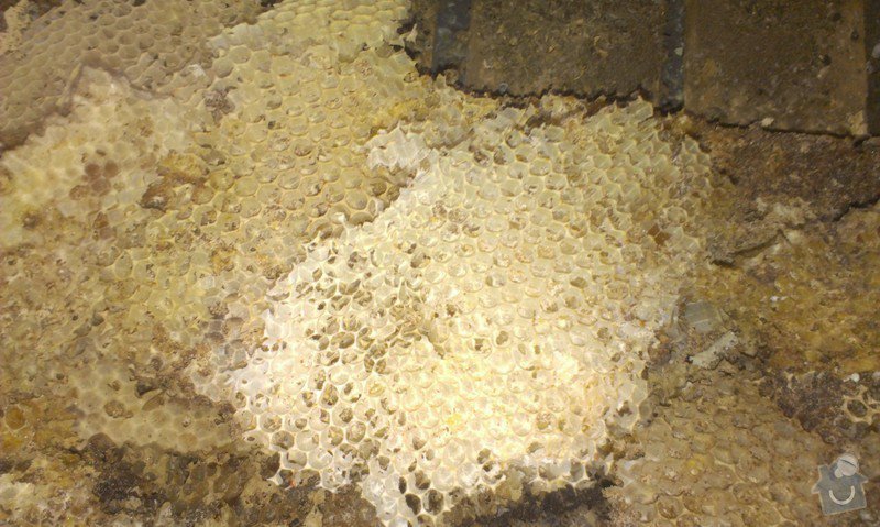 Odstranění medu od les.včel z dřevěné podlahy (med prosakuje stropem v místnosti pod podlahou.: IMAG1926