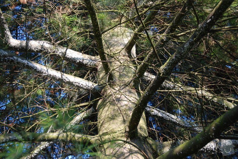 Ošetření borovice: DSC_0997