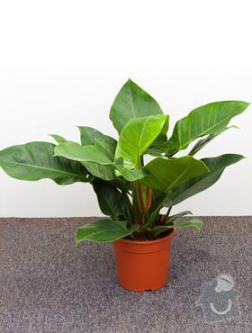 Rostliny v nádobách do interiéru: PhIgreen