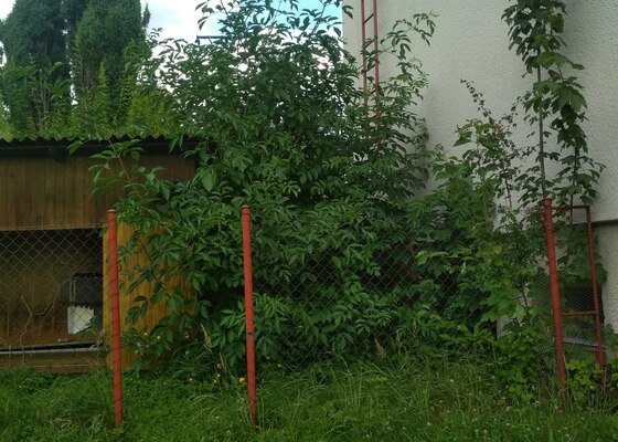 Sekání trávy (cca 80 m2) v Sedlčanech
