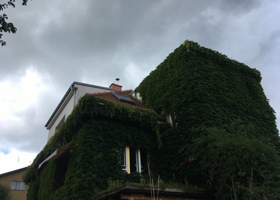 Vyčištění okapů sestřih pnoucích rostlin ze střechy ve výšce cca 15metrů
