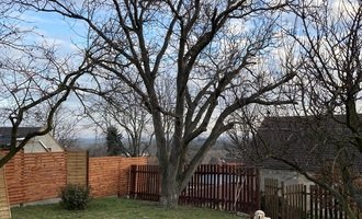 Rizikové kácení stromu - stav před realizací