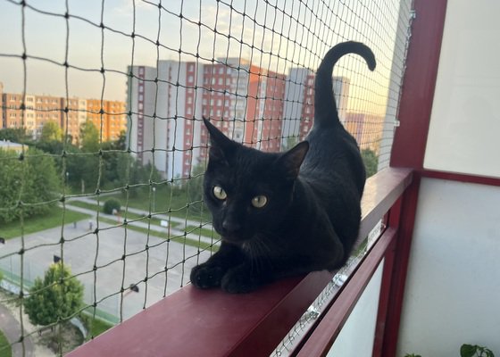 Síť pro kočku na balkon