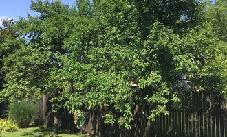 Prořezání ovocných stromů - třešeň a švestky - stav před realizací