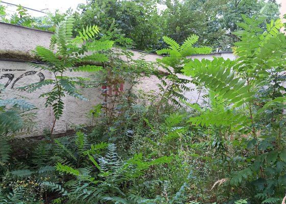 Odstranit náletovou zeleň ze dvora bytového domu v Praze - Holešovicích