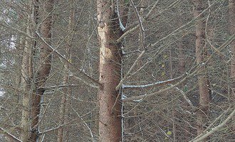 Kácení a likvidace stromů - stav před realizací