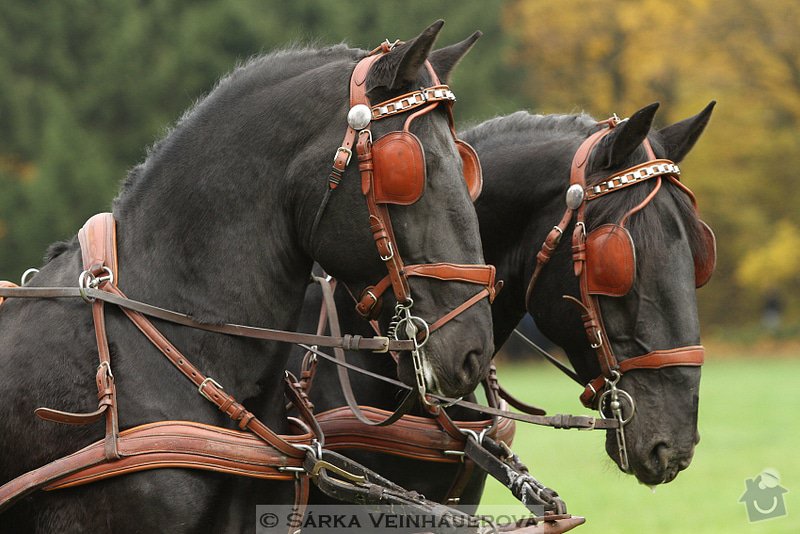 Fotografování koní: hubertova-jizda-330