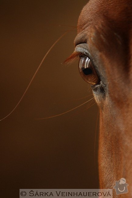 Fotografování koní: oko-do-duse-276