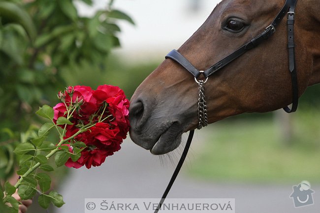 Fotografování koní: romantika-264
