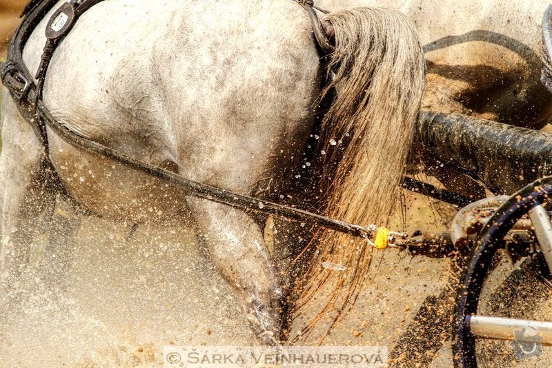 Fotografování koní: sprezeni