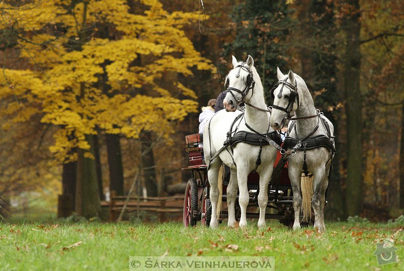 Fotografování koní: belousi-s-kocarem-322