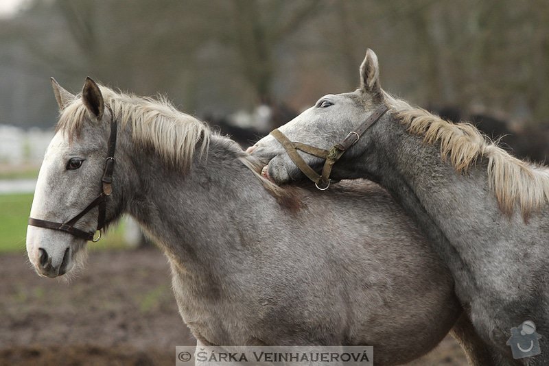 Fotografování koní: dorostenci-353
