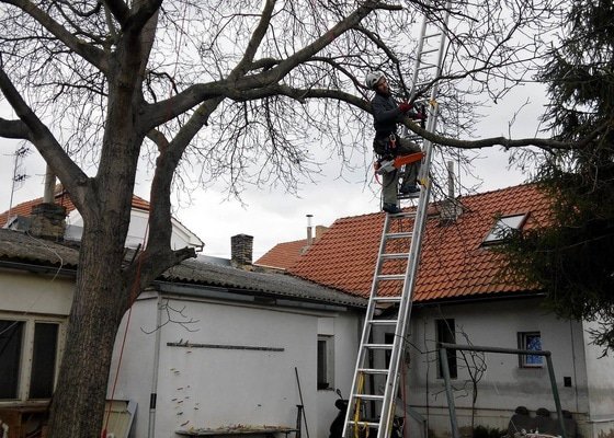 Prořezání ořechu