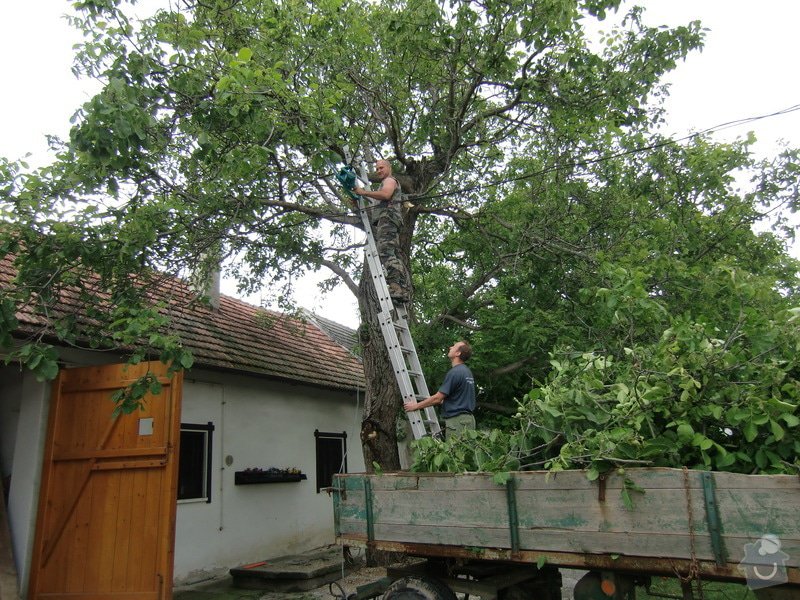 Rizikové kácení: jiz_bez_tretiny_koruny