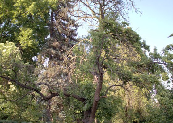 Odborné ošetření vzrostlých stromů a dalších dřevin na zahradě