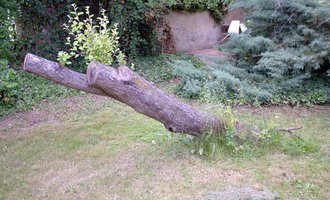 Odborné ošetření vzrostlých stromů a dalších dřevin na zahradě - stav před realizací