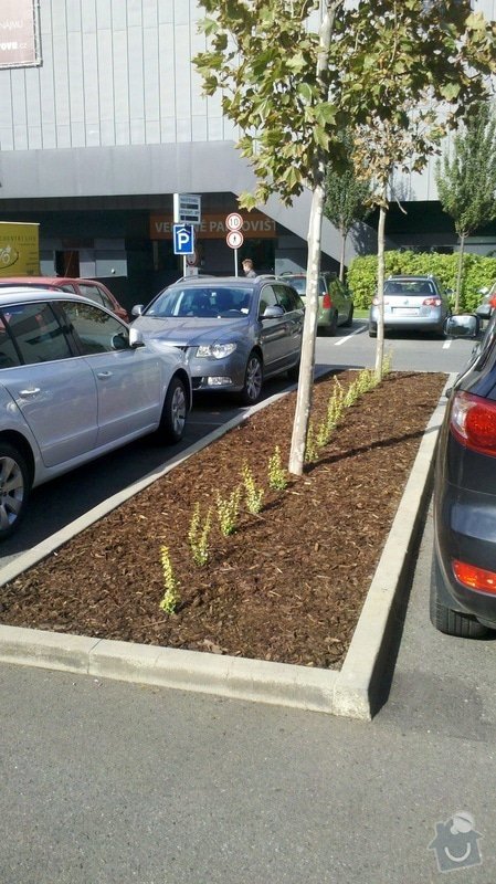 Obnova záhonů na parkovišti, Obnova provizorního chodníku, Průmyslové zmlazení porostů a Zastřižení keřových skupin na parkovišti u BB Centra: 2012-10-09_13-31-39_194