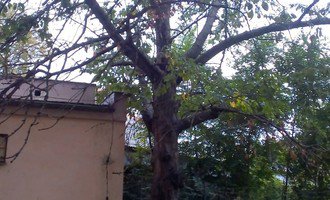 Prořezání dvou stromů (třešeň, ořech) u bytového domu - stav před realizací