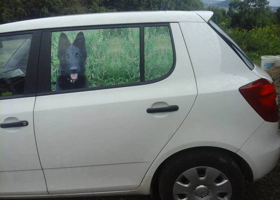 Výroba polepu na zadní okna vozu s motivem domácího mazlíčka