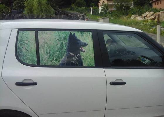 Výroba polepu na zadní okna vozu s motivem domácího mazlíčka