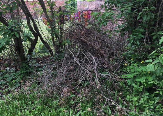 Stříhání živého plotu a odvoz větví ze zahrady – Plzeň