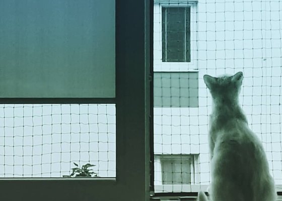 Zasíťování okna - kočka
