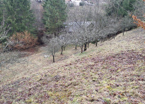 Posekání terasovité zahrady a popř. odstranění náletů - Kamenice u Dobrého