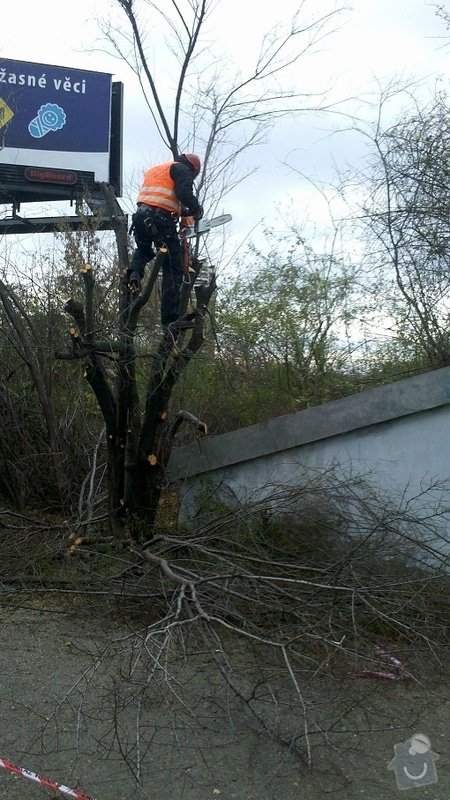 Obnova záhonů na parkovišti, Obnova provizorního chodníku, Průmyslové zmlazení porostů a Zastřižení keřových skupin na parkovišti u BB Centra: prumyslove-zmlazeni-porostu-u-ulice-5-kvetna-u-arealu-bb-cent_Kaceni_trnky_4