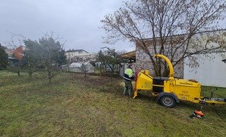 Výchovný řez, střih a prořez jabloní