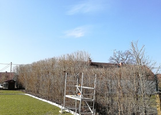 Prořez stromů,sestřihání živého plotu - sibiřský jilm.cca 100 ks.