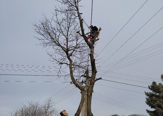 Pokácení stromu 15 m vysoky, tresen