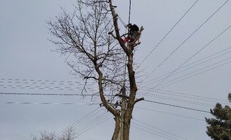 Pokácení stromu 15 m vysoky, tresen