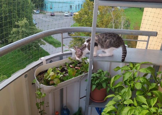 Zasítování balkonu pro kočku