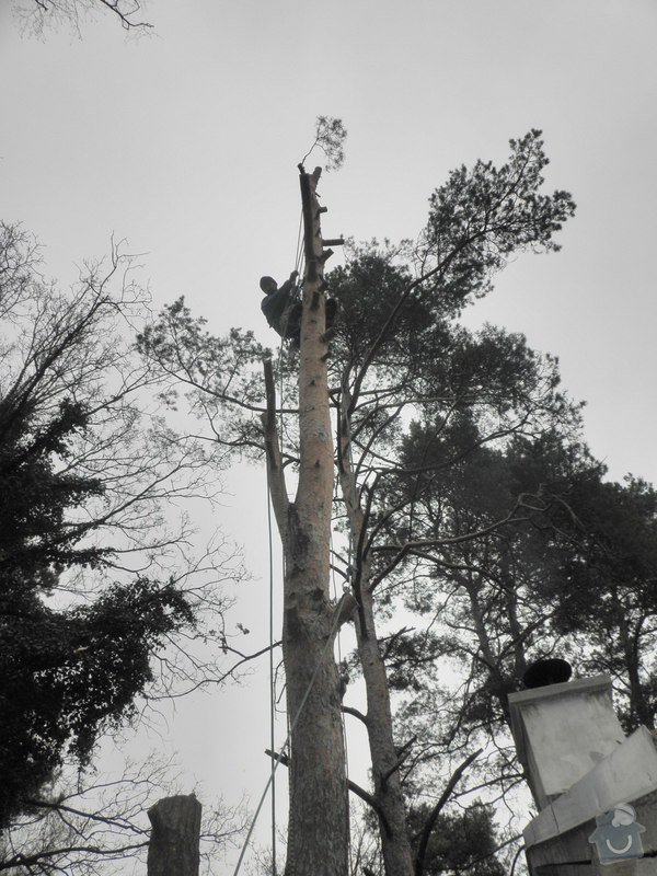 Rizikové kácení borovice : P3120078
