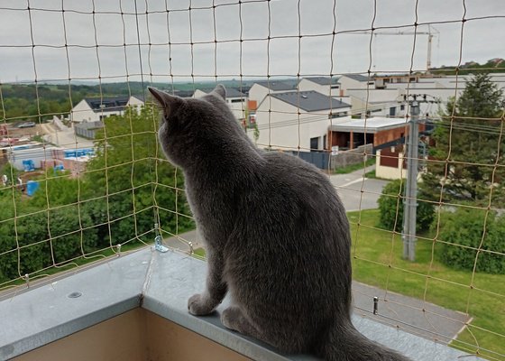 Zasíťování balkonu pro kočku
