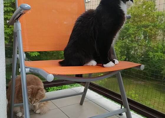 Síť na balkon pro kočky