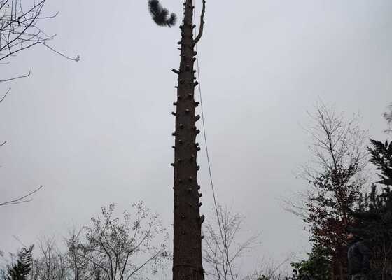 Rizikové kácení vzrostlého stromu