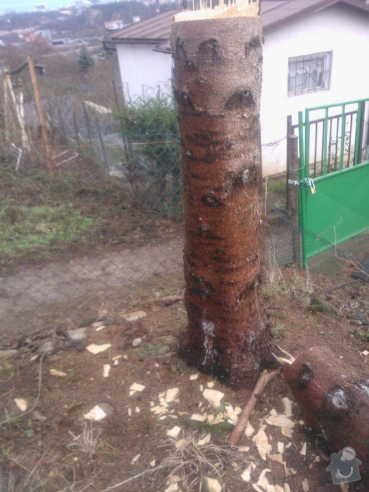 Odstranění pařezů po pokácených stromech: Kozak_parez_1