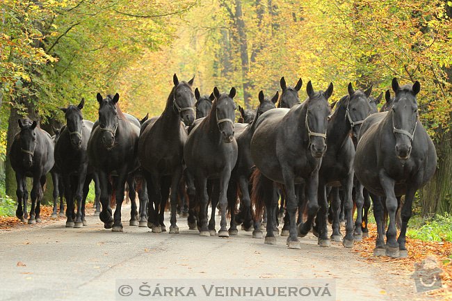 Fotografování koní: starokladrubske-stado-89
