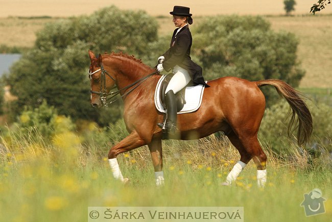 Fotografování koní: conelly-holandsky-teplokrevnik-263