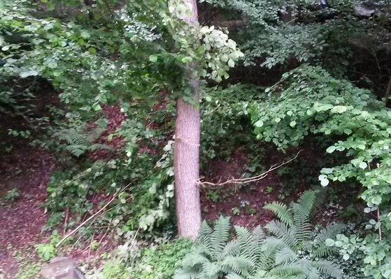 Kácení stromu - výškové práce